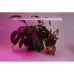 Светильник светодиодный для растений, спектр фотосинтез (красно-синий) 14W, пластик, AL7001 FERON